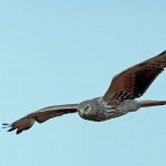 Albanella minore | Foto F. Lorenzini 